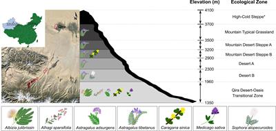 Diversity of Root Nodule-Associated Bacteria of Diverse Legumes Along an Elevation Gradient in the Kunlun Mountains, China